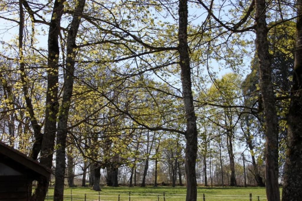 Les Gites De Recoleine Nébouzat Esterno foto